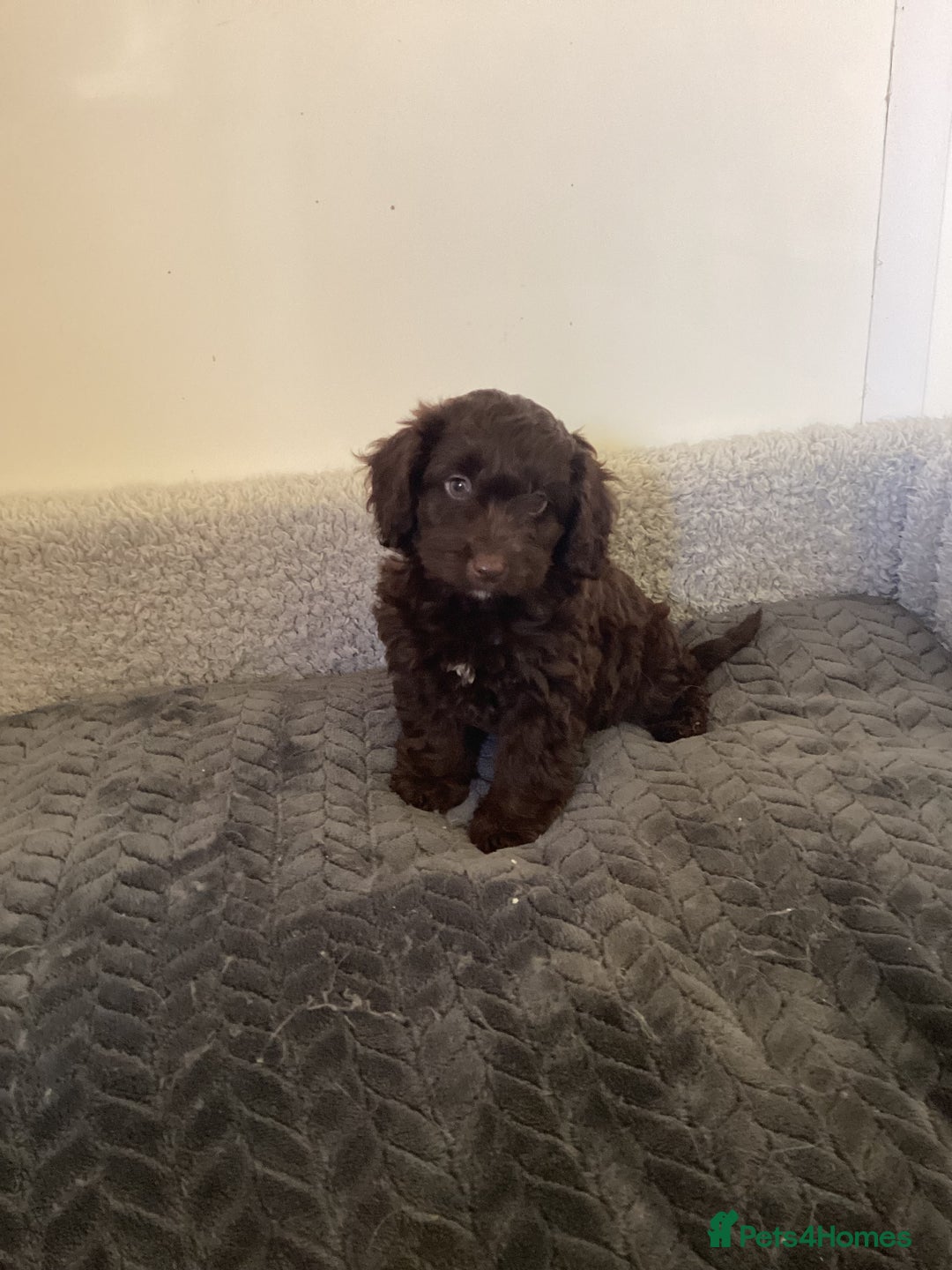 Cockapoo dogs for sale: F1 cockapoo puppies  - Image 6