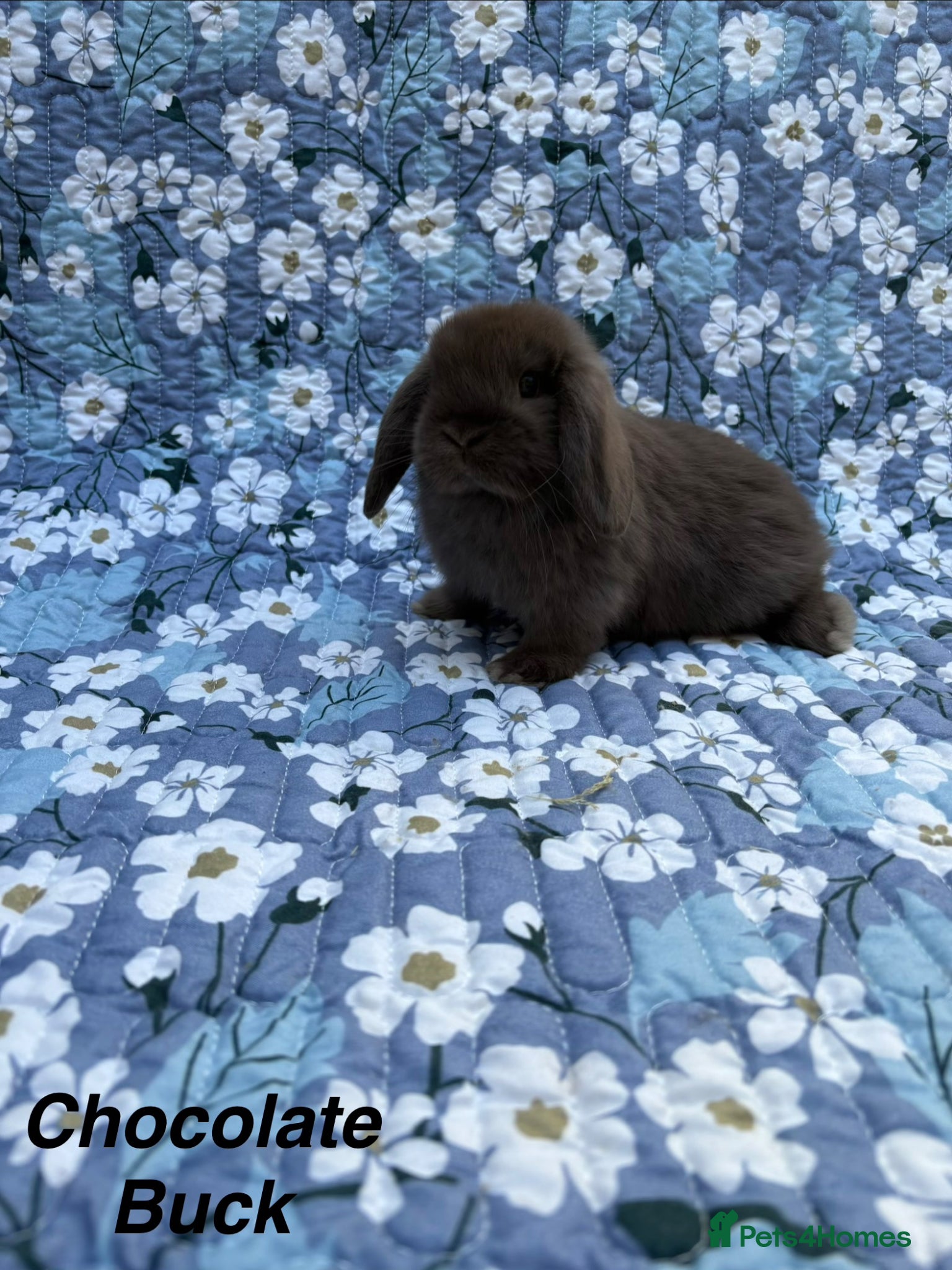 Mini Lop rabbits Baby Mini Lops Ready 01/05 - Advert 9