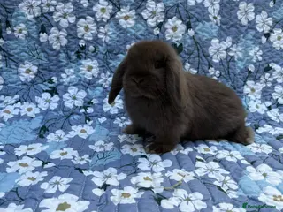 Mini Lop rabbits Baby Mini Lops Ready 01/05 - Advert 9