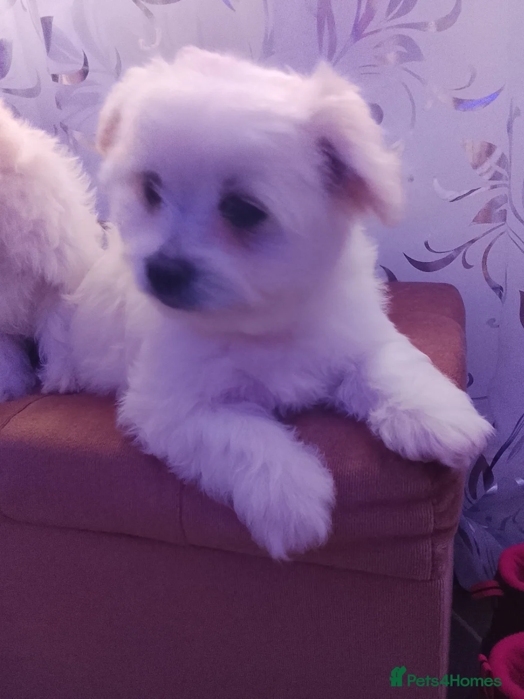 Bichon Frise dogs for sale: 2 Male and 2 female - Advert 2