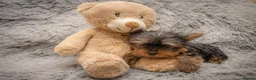 Yorkshire Terrier dogs for sale: Two K.C Yorkshire terrier boys champion bloodlines - Advert 5