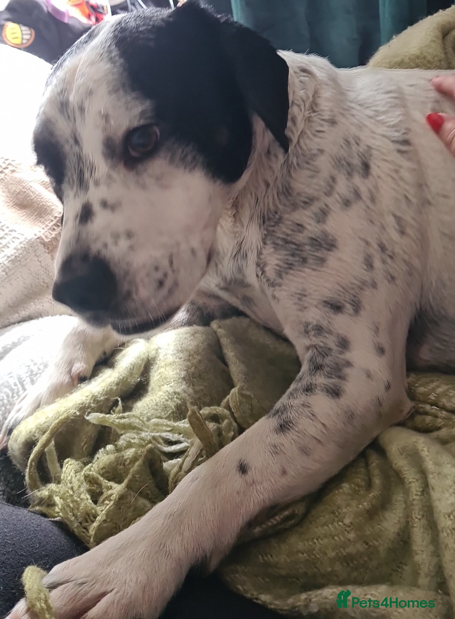 Mixed Breed dogs 2yo SpringerX, Lockheed - Advert 4