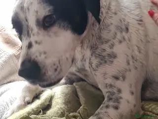 Mixed Breed dogs 2yo SpringerX, Lockheed - Advert 9