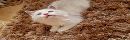 Ragdoll cats for sale: Stunning Blue Bicolour Boy - Advert 3