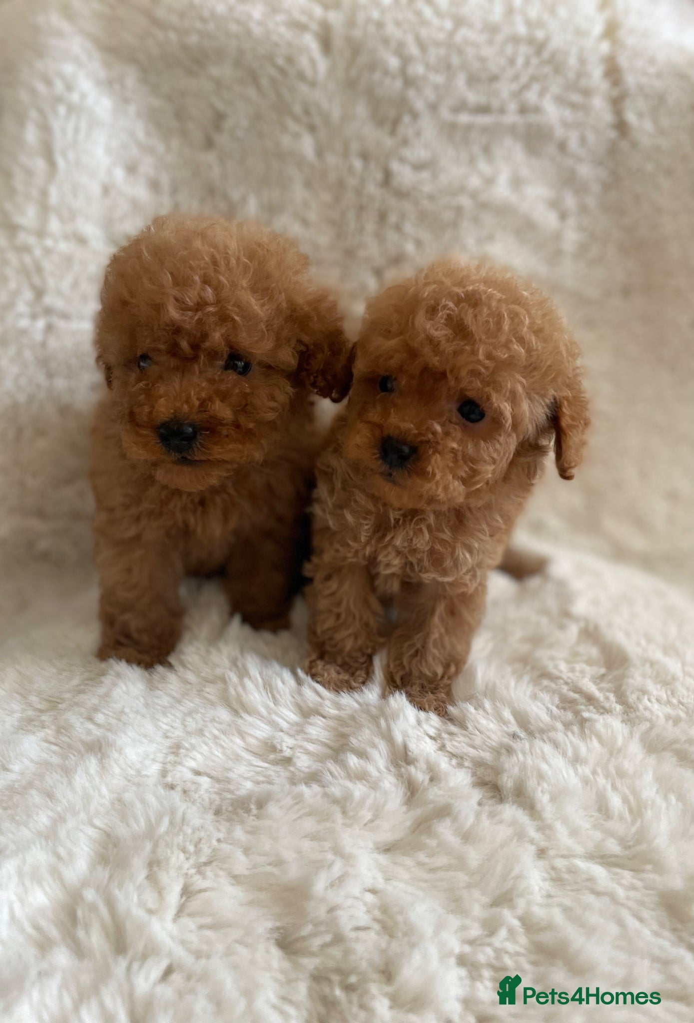 Toy Poodle dogs Toy poodle only 2 boys available now  - Advert 1