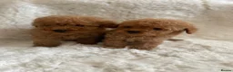 Toy Poodle dogs for sale: Toy poodle only 1 boy available now  - Advert 1