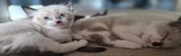 Burmese cats for sale: Burmese cross kittens - Advert 10
