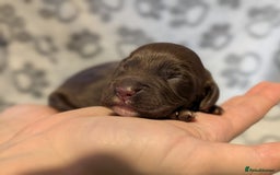 Cocker Spaniel dogs for sale: 🐾 KC Reg - Working Cocker spaniel DNA Tested 🧬 - Image 9