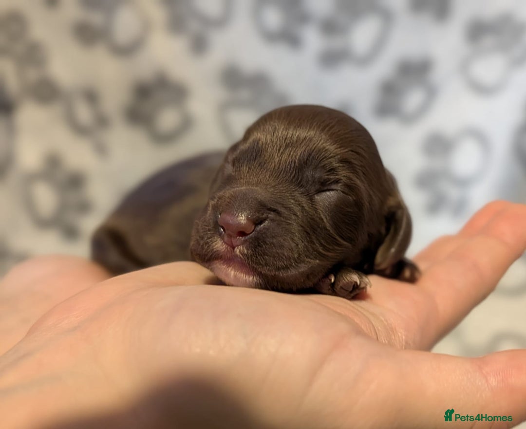 Cocker Spaniel dogs for sale: 🐾 KC Reg - Working Cocker spaniel DNA Tested 🧬 - Image 9