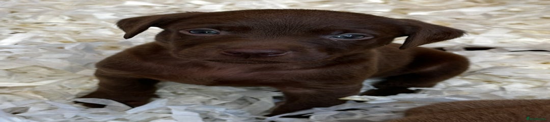 Labrador Retriever Puppy 2