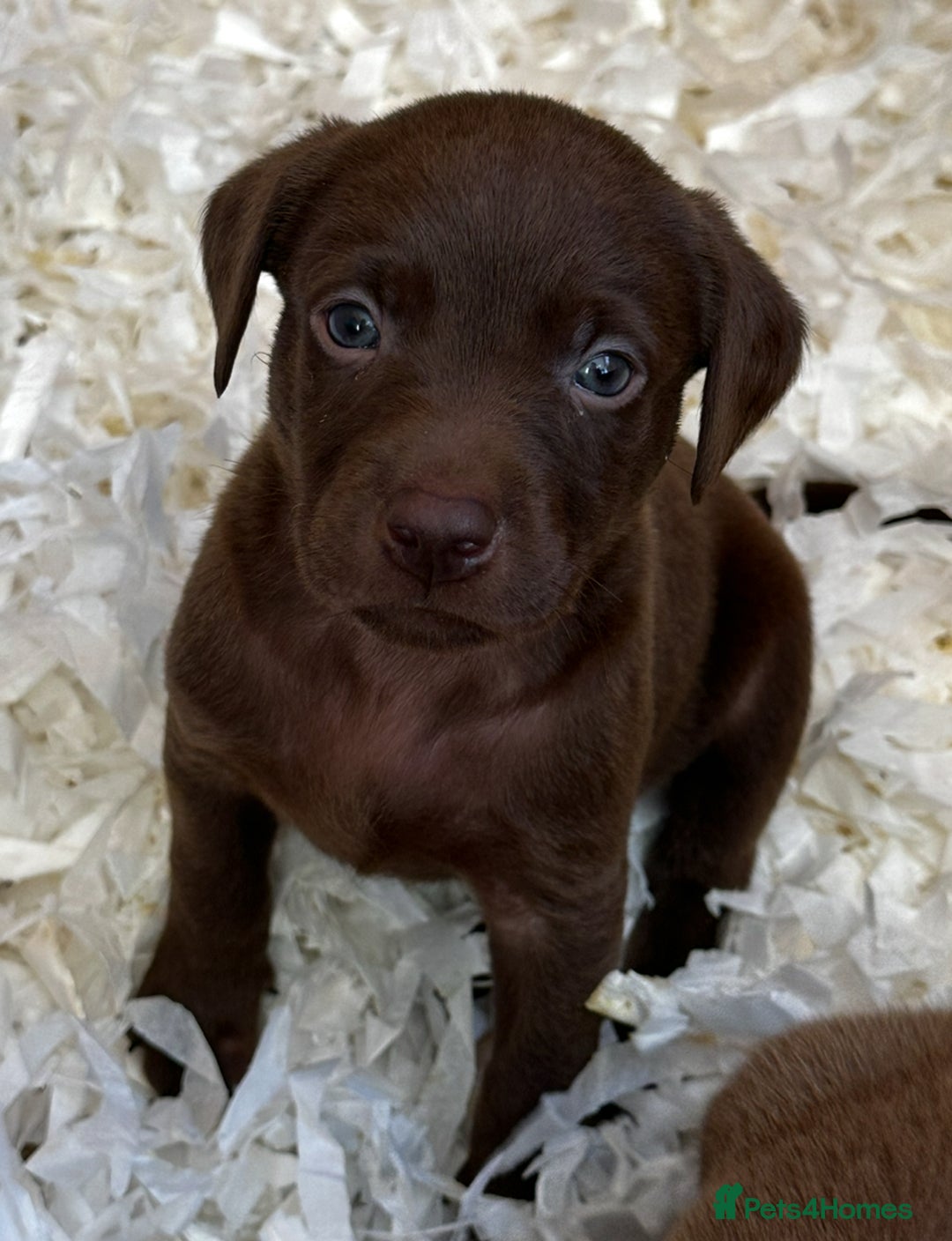 Labrador Retriever dogs for sale: Top Quality Chocolate Labrador Puppies  - Image 5