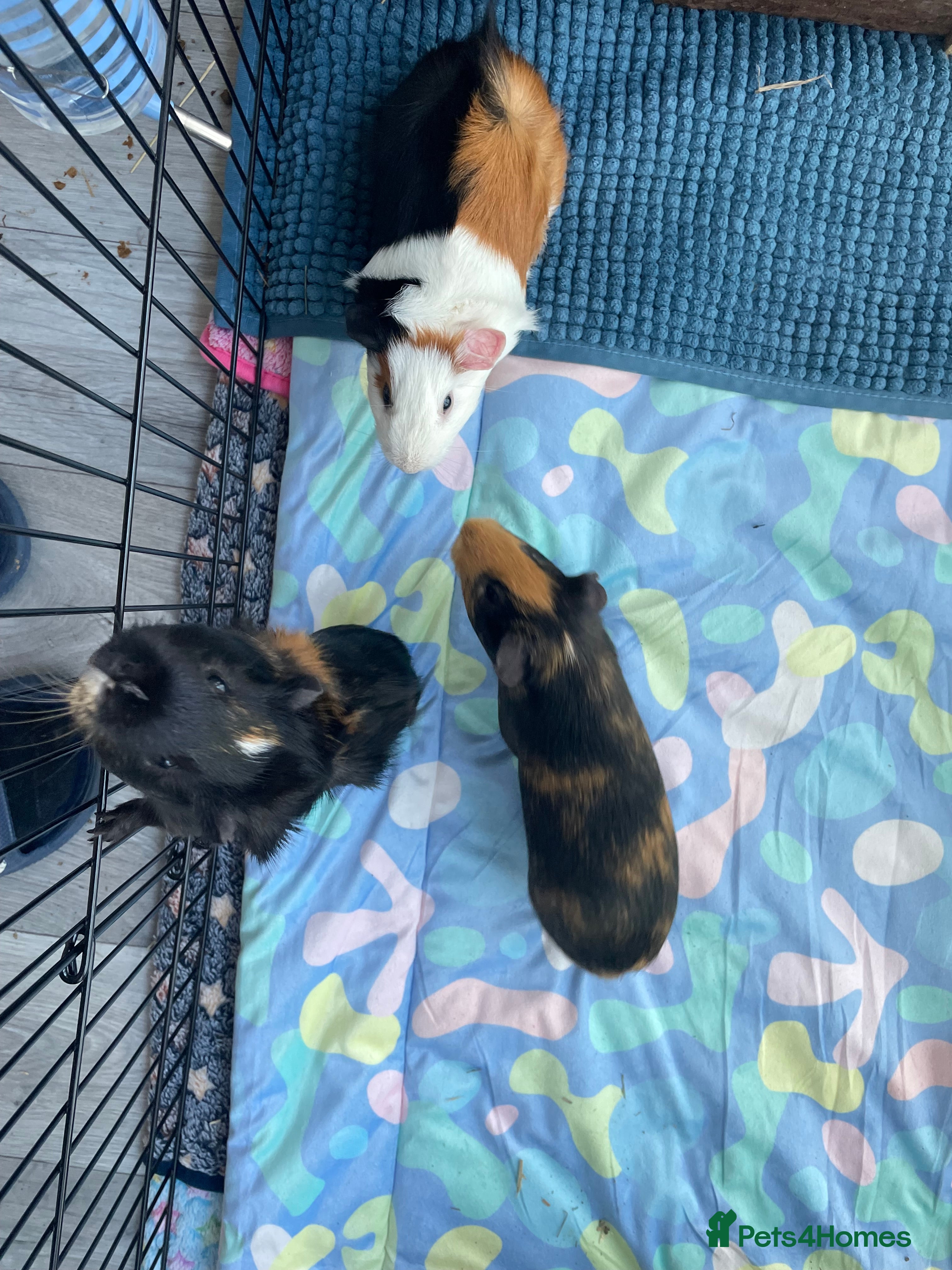 Guinea Pig rodents 3 male guinea pigs 8 months with everything includ - Advert 1