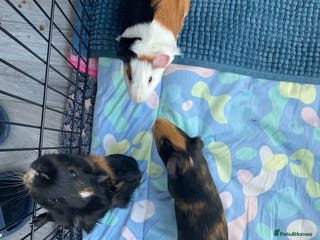 Guinea Pig rodents 3 male guinea pigs 8 months with everything includ - Advert 3