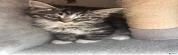 Mixed Breed cats for sale: Reduced last 2 females ragdoll x maincoon  - Advert 8