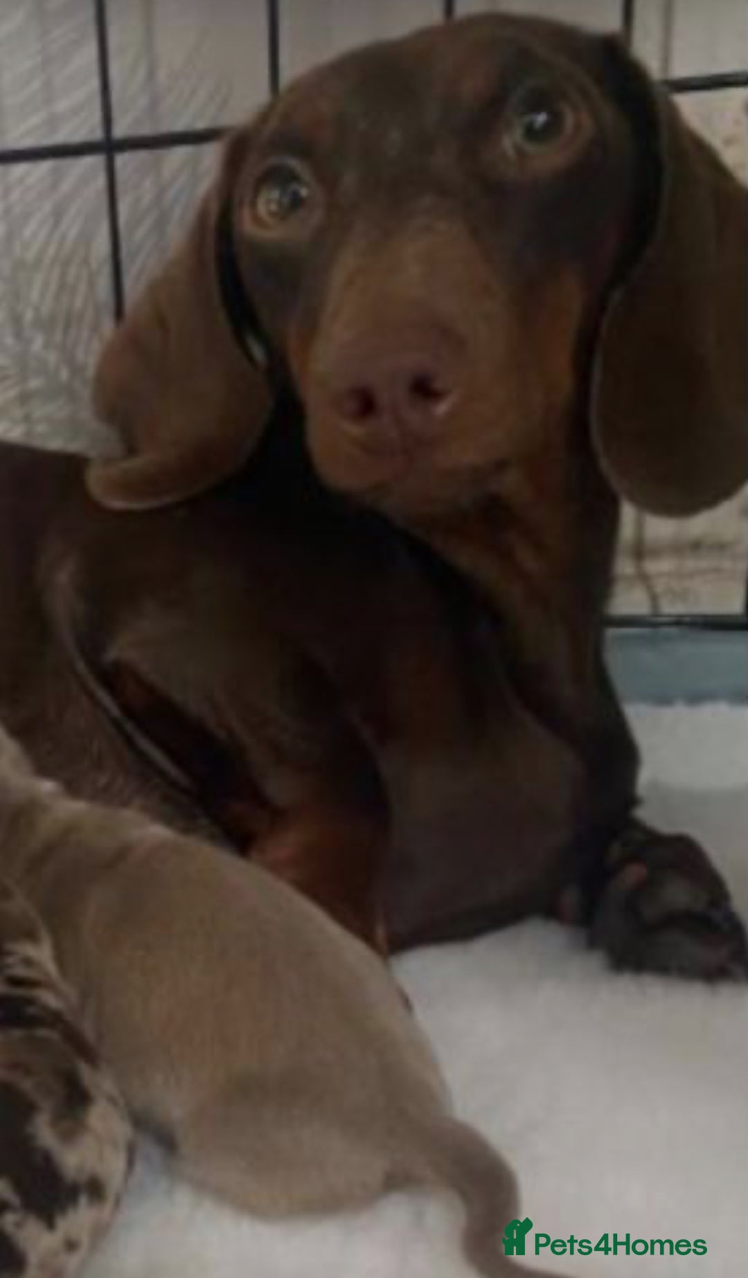 Miniature Dachshund dogs for sale: Miniature dachshunds ready to go  - Advert 2