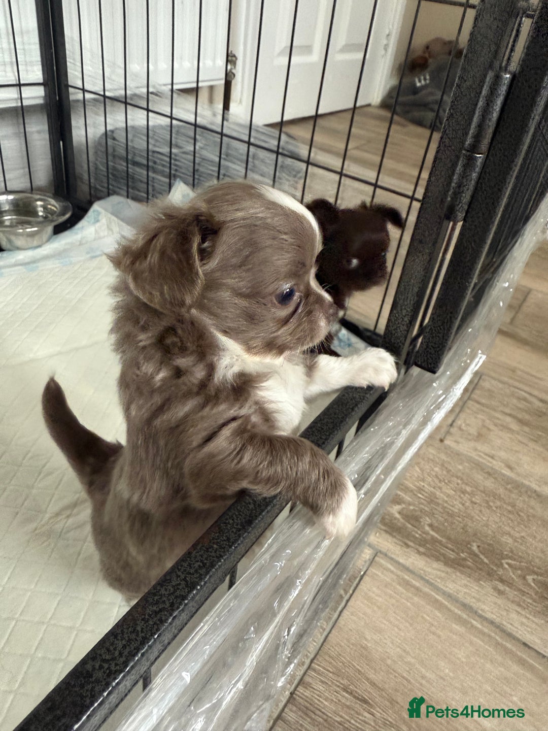 Chihuahua dogs for sale: Chihuahua puppies  - Advert 7