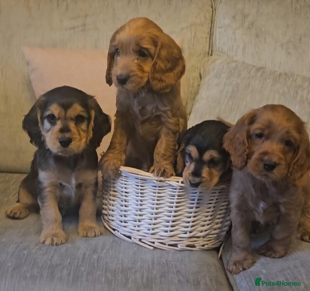 Cockapoo dogs for sale: Beautiful Cockapoo Puppies for Sale  - Image 1