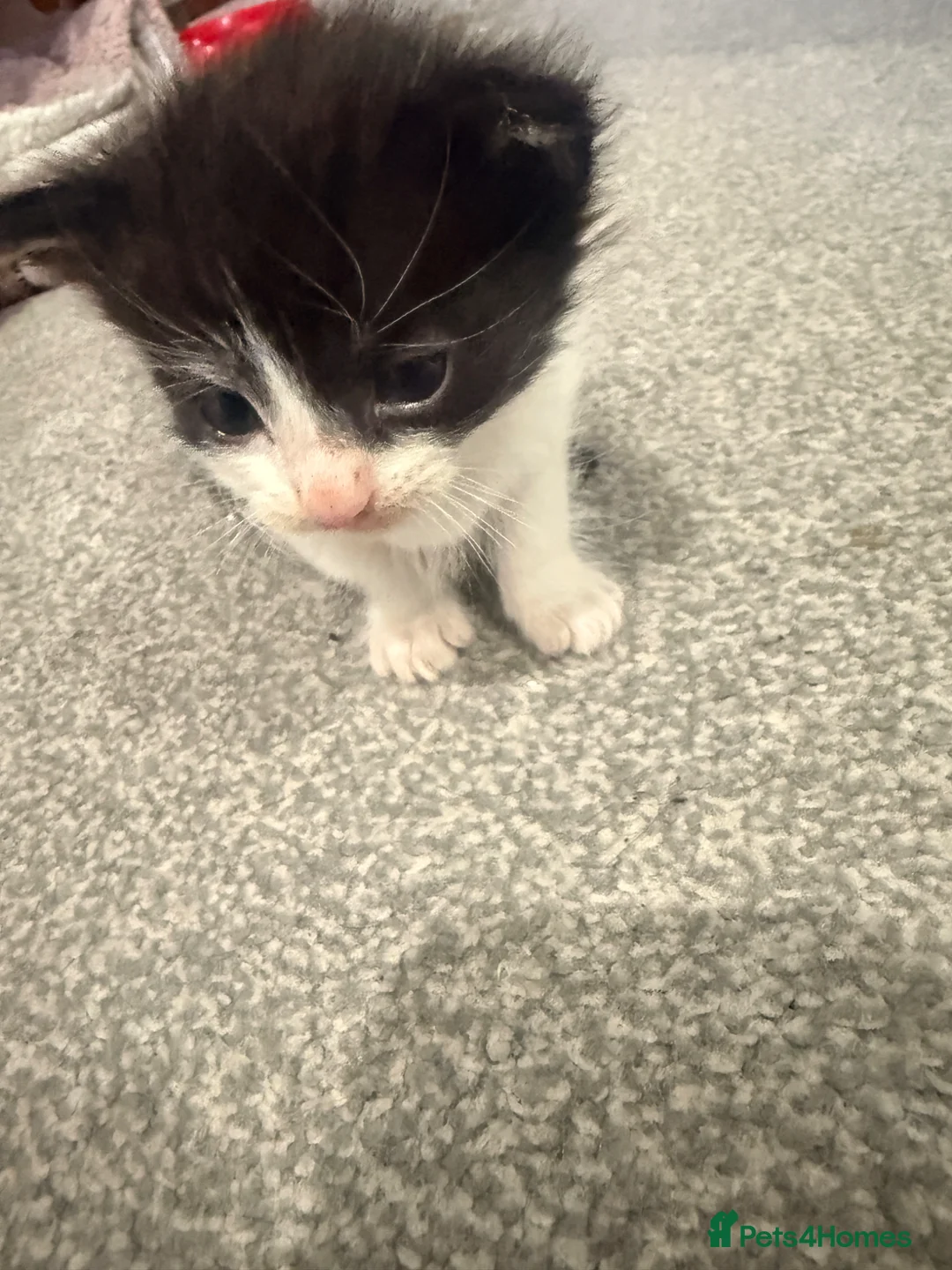 Mixed Breed cats for sale: 6 kittens for sale - Advert 6