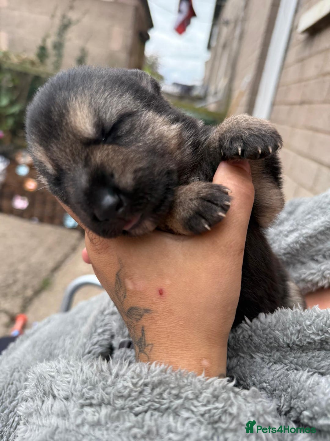 German Shepherd dogs for sale: German shepherd puppies  - Image 16