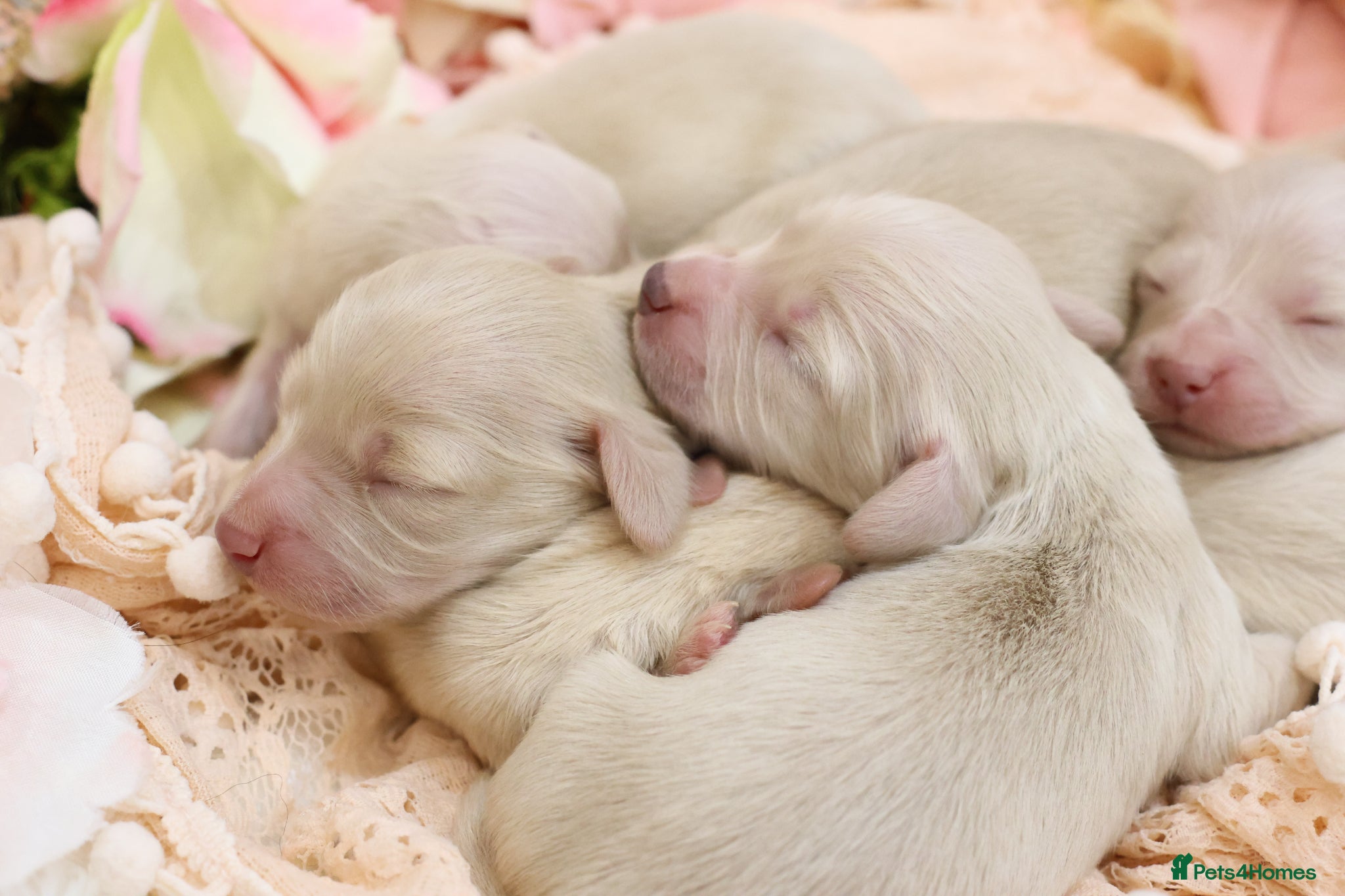 Miniature Dachshund dogs KC Cream Longhair Miniature Dachshund Puppies - Advert 1