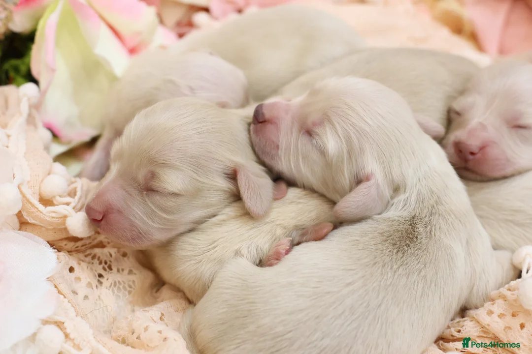 Miniature Dachshund dogs for sale: KC Cream Longhair Miniature Dachshund Puppies - Advert 1