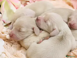 Miniature Dachshund dogs KC Cream Longhair Miniature Dachshund Puppies - Advert 1