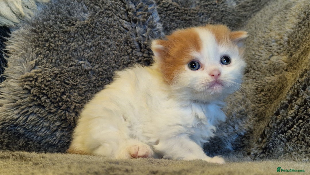 Scottish Fold cats for sale: Six little wonders looking for a new home - Image 11