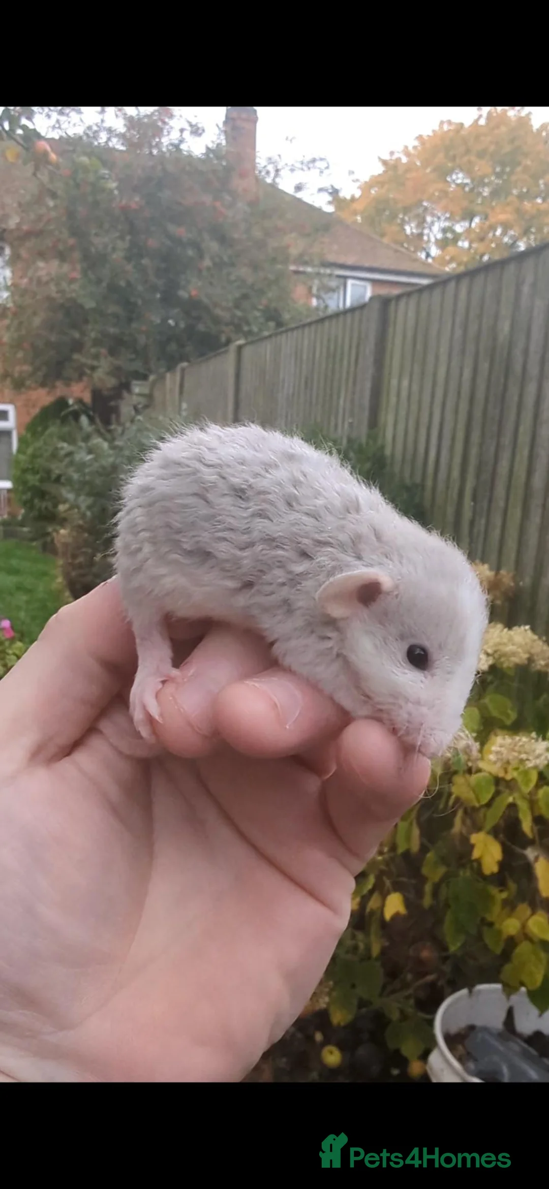 Rat rodents for sale: Rats various breeds male and female in Corby - Advert 1