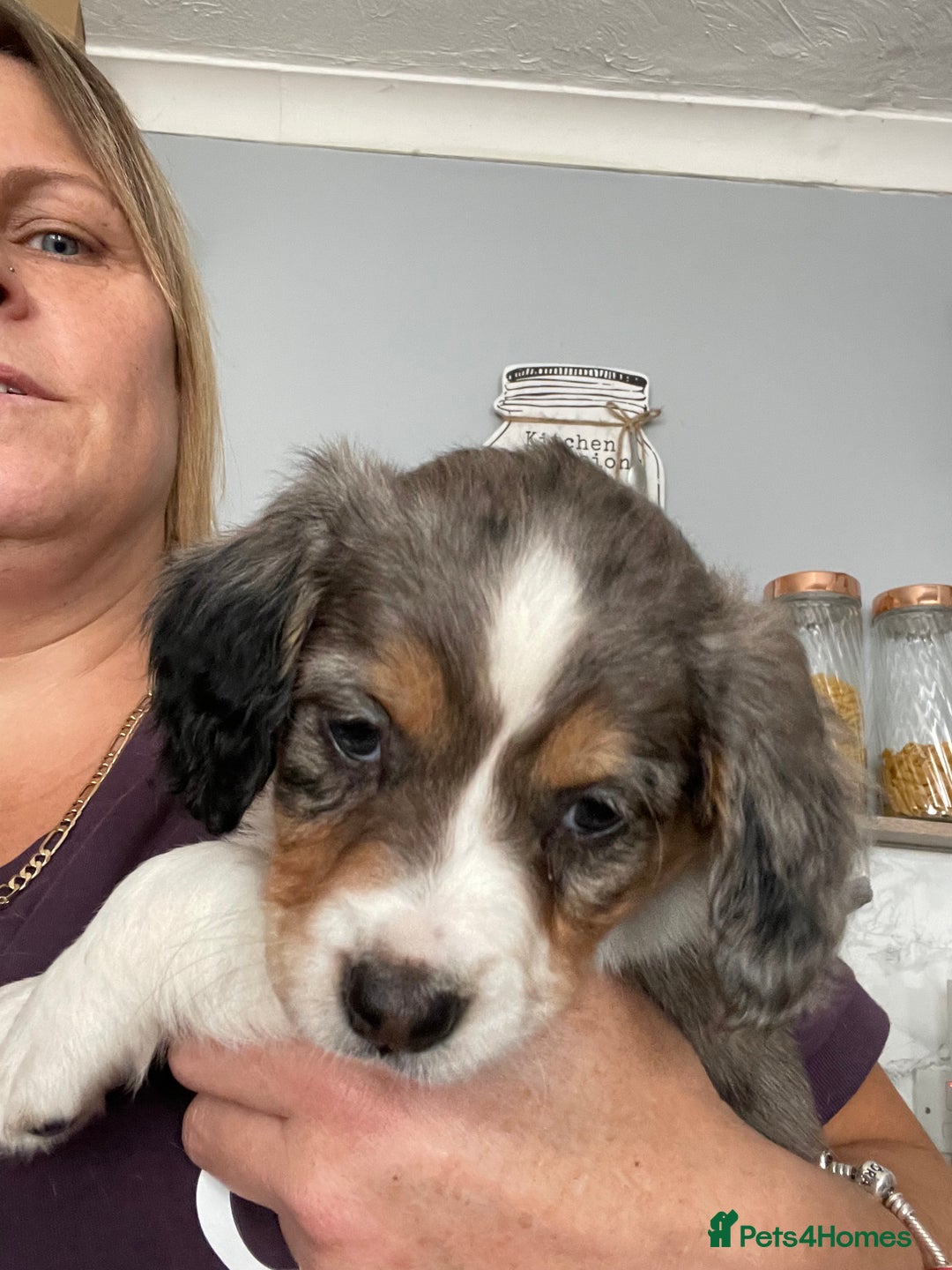 Mixed Breed dogs for sale: Border collie/Cocker Spaniel  - Image 7