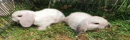 Mini Lop rabbits for sale: Friendly baby mini lops  Vaccinated RHD2 - Advert 2
