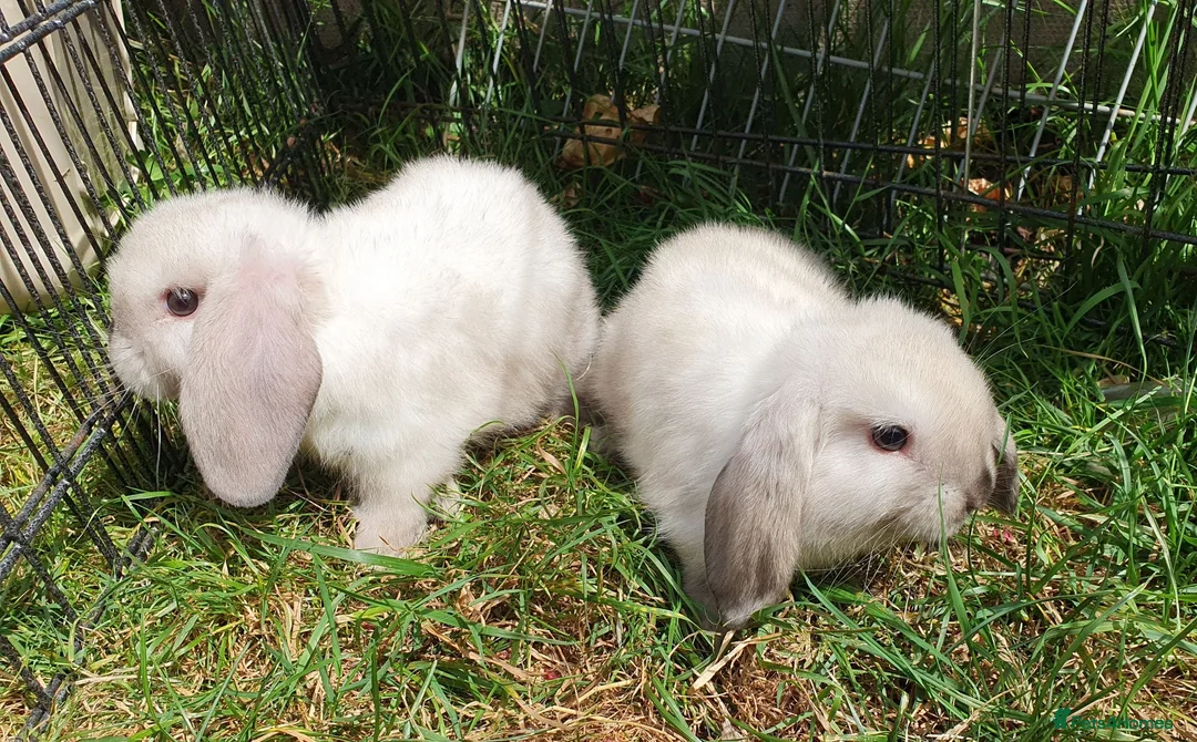 Mini Lop rabbits for sale: Friendly baby mini lops  Vaccinated RHD2 - Advert 2