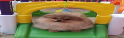 Pomeranian dogs for sale: Incredibly fluffy Pom puppies  - Advert 8