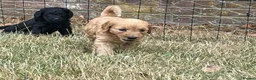 Double Doodle dogs for sale: Labradoodle/Sproodle X - Advert 11