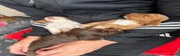 Cocker Spaniel dogs for sale: Beautiful Working Cocker Spaniel Puppies 🐾 - Advert 9