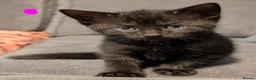 Russian Blue cats for sale: Russian blue kittens for sale.  - Advert 10