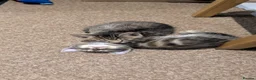 Domestic Shorthair cats for sale: 2 male kittens for sale  in Peterborough - Advert 5