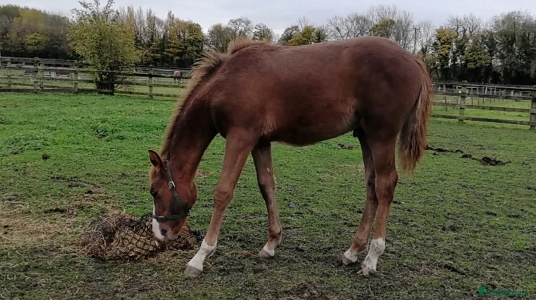 Appaloosa horses for sale: Flashy spot-bred colt to make 14-14.2hh in Leeds - Advert 1