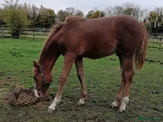 Appaloosa horses Flashy spot-bred colt to make 14-14.2hh - Advert 1