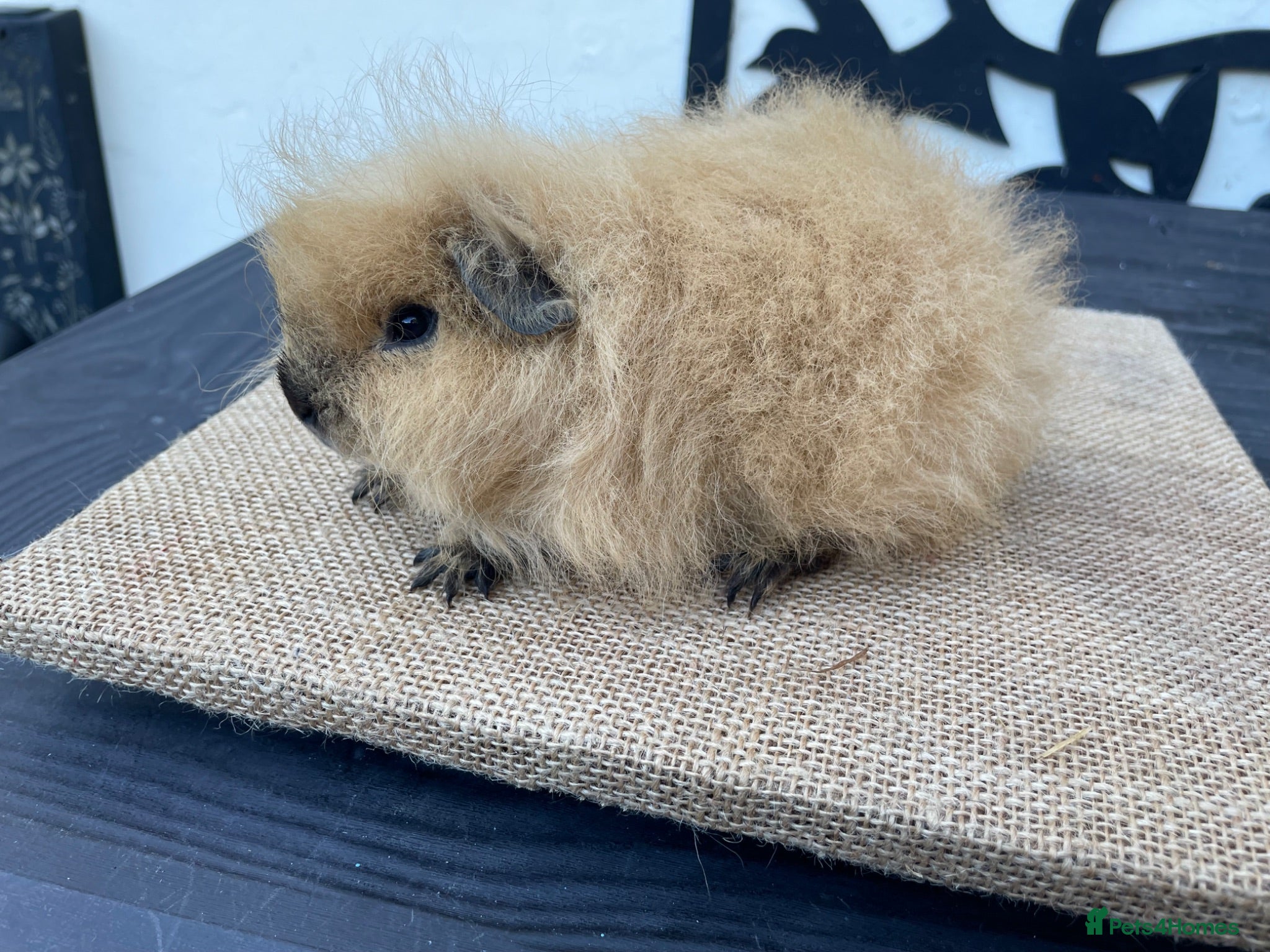 Guinea Pig rodents Swiss boys - Advert 1