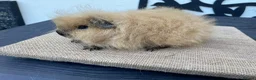 Guinea Pig rodents for sale: Swiss boys - Advert 1