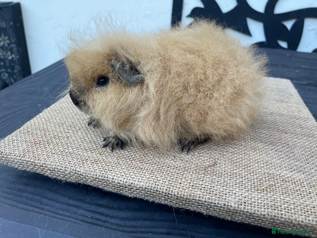 Guinea Pig rodents for sale: Swiss boys - Advert 1
