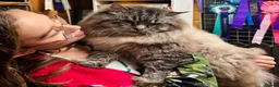 Ragdoll cats for stud: Stunning seal tabby point stud for selected queens in Manchester - Advert 1