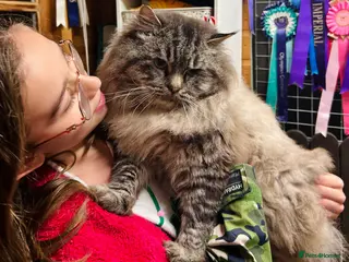 Ragdoll cats Stunning seal tabby point stud for selected queens in Manchester - Advert 14