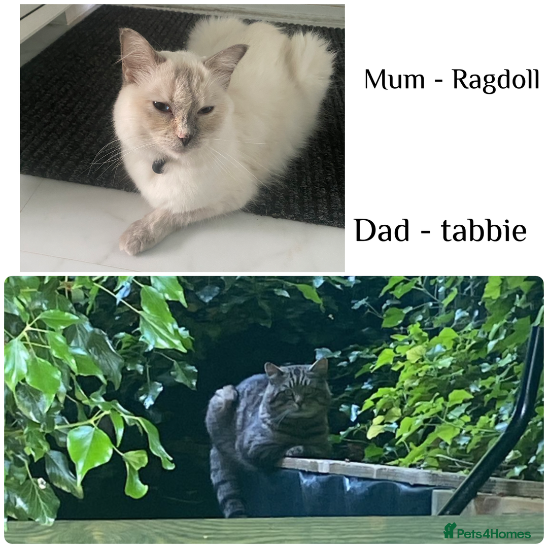 Mixed Breed cats for sale: Ragdoll x Tabbie - Image 2