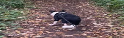 Border Collie dogs for sale: Stella - Gentle 6yo Border Collie in Milton Keynes - Advert 1