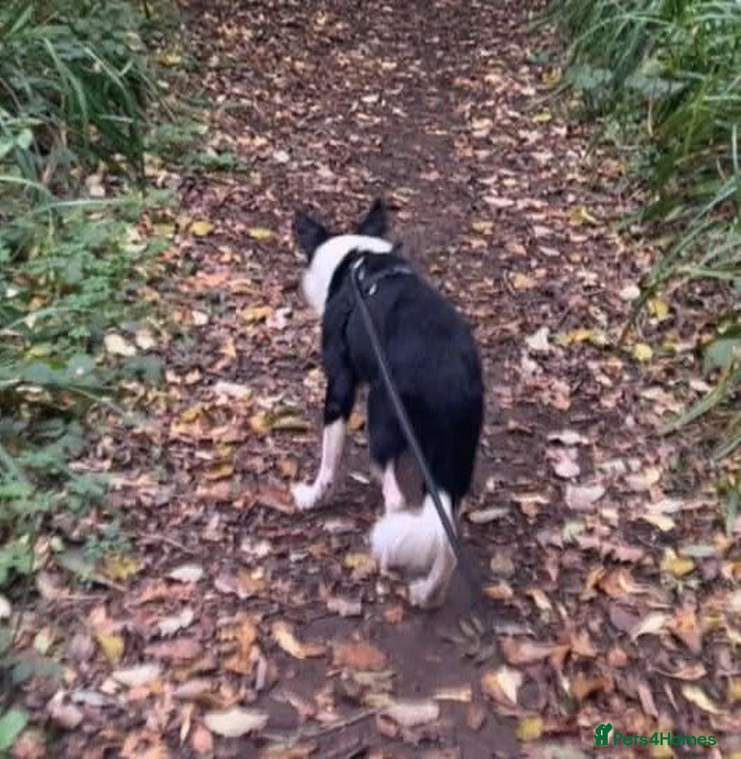 Border Collie dogs for sale: Stella - Gentle 6yo Border Collie in Milton Keynes - Advert 1