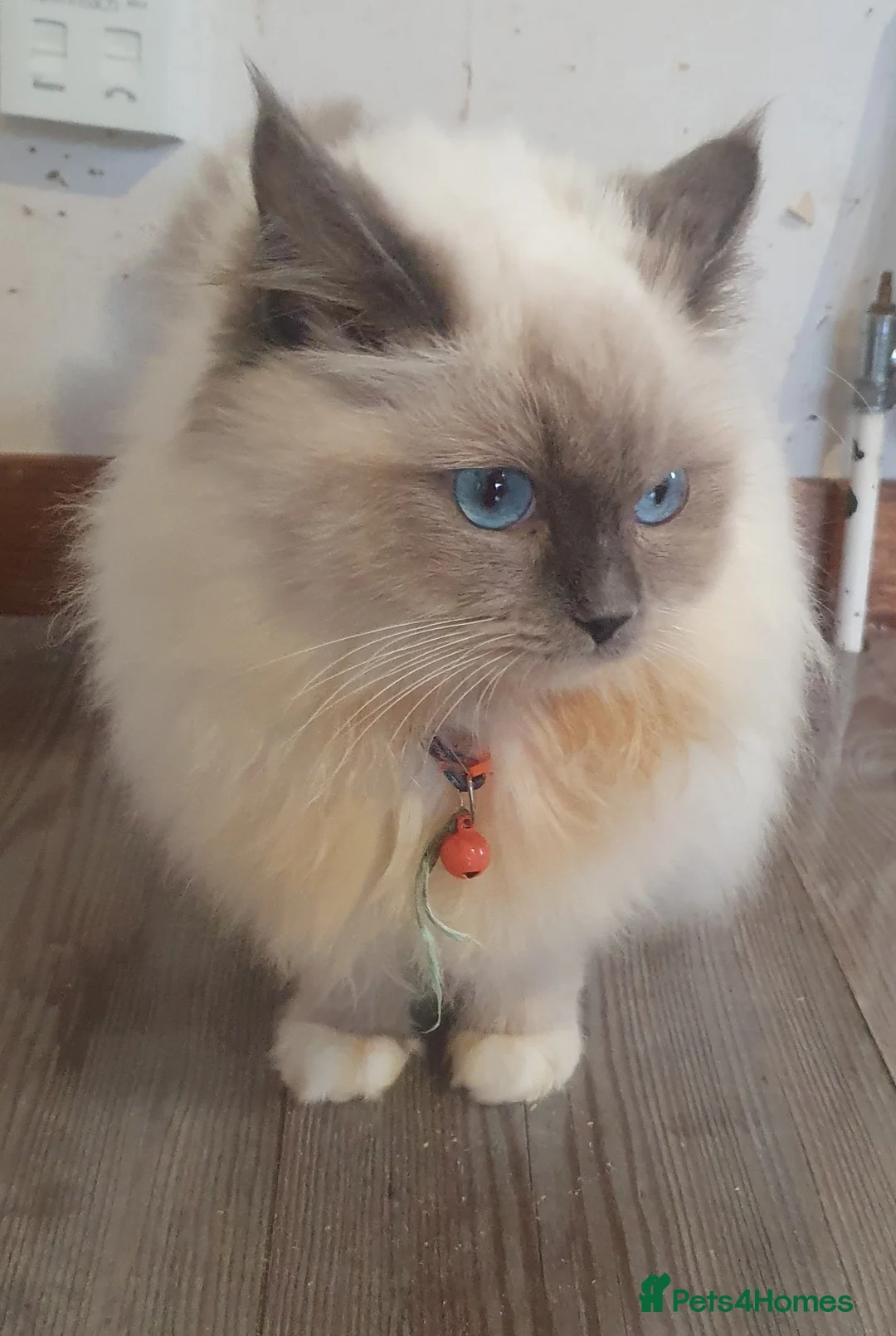 Ragdoll cats for sale: Sweet&Playful ragdolls - Advert 22