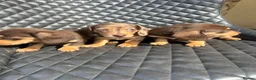 Dachshund dogs for sale: Dachshund puppies  - Advert 4