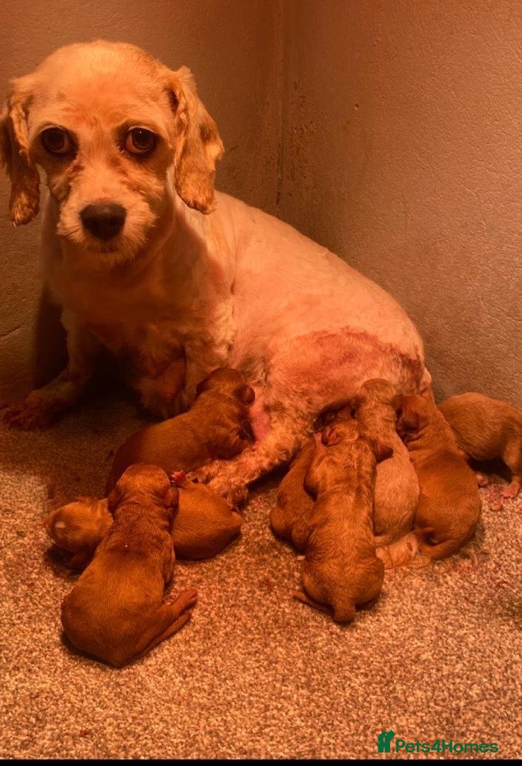 Cavapoochon dogs for sale: Beautiful Cavapoochon pups For Sale - Advert 1