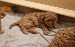 Cockapoo dogs for sale: Cockapoo F1B puppies.  - Image 3
